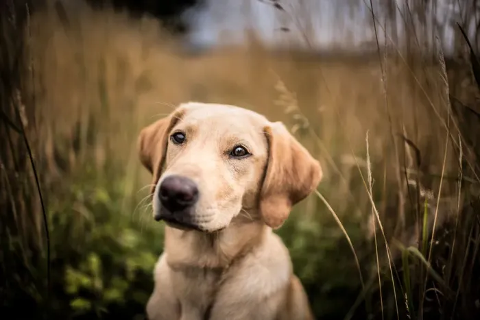 Framed Print : Portrait of a young Golden Labrador sitting in a field, United Kingdom, Europe Framed Print : Portrait of a young Golden Labrador sitting in a field, United Kingdom, Europe