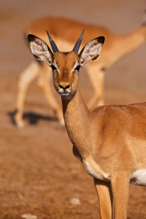 Framed Print : Portrait of young male Impala (Aepyceros melampus), Chobe River, Botswana, Africa