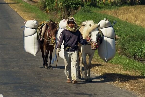 Portrait of a young man walking two loaded horses along road