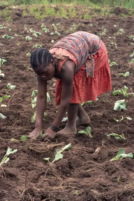 Framed Print : Portrait of a young woman bending down, working in field, planting, Tanzania Framed Print : Portrait of a young woman bending down, working in field, planting, Tanzania
