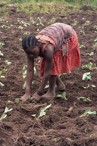 Portrait of a young woman bending down, working in field, planting, Tanzania