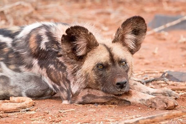 Postprandial African wild dog, Madikwe Game Reserve, South Africa, Africa