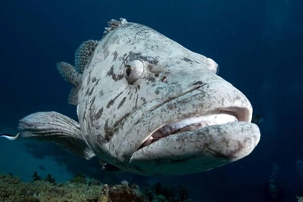 Potato cod (Epinephelus tuku) (potato grouper) (potato bass), Cod Hole, North Ribbon reef, Great Barrier Reef, Queensland, Australia, Pacific