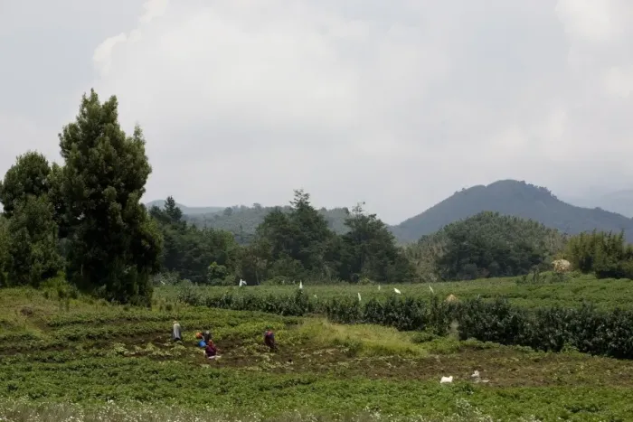 Framed Print : Potato field, with Virunga Mountains beyond, Congo, Rwanda, Africa Framed Print : Potato field, with Virunga Mountains beyond, Congo, Rwanda, Africa
