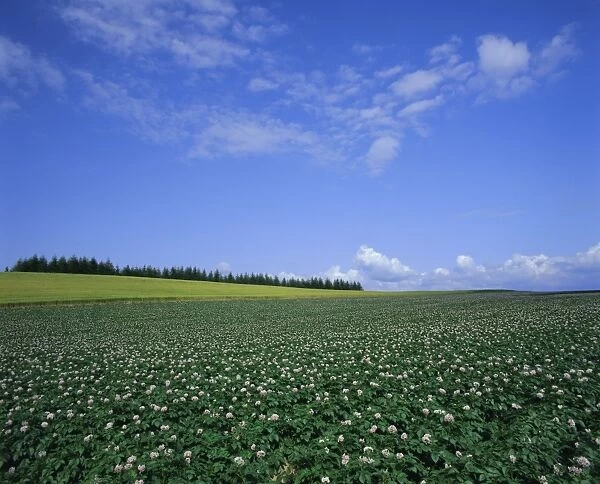 Potato and wheat fields near Furano
