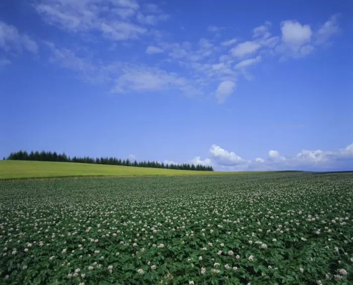 Framed Print : Potato and wheat fields near Furano Framed Print : Potato and wheat fields near Furano