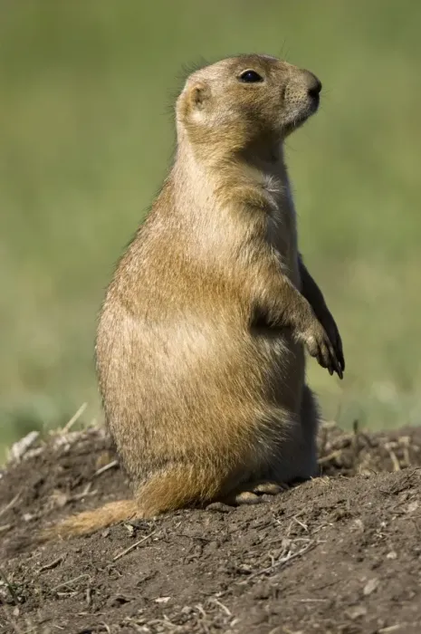 Framed Print : Prairie dog, Custer State Park, Black Hills, South Dakota, United States of America Framed Print : Prairie dog, Custer State Park, Black Hills, South Dakota, United States of America
