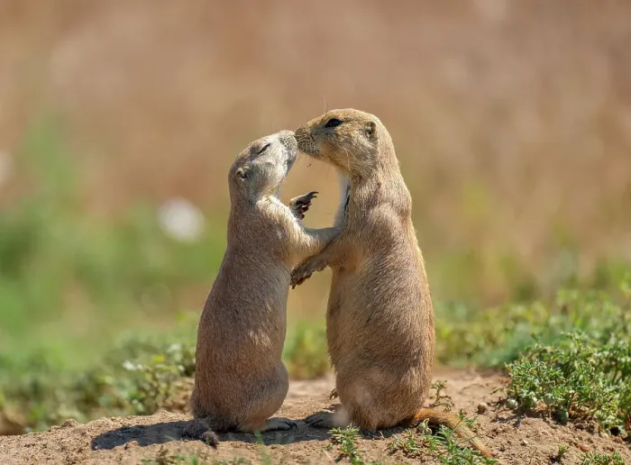 Framed Print : Prairie dogs (Cynomys) embracing each other in Colorado, United States of America, North America Framed Print : Prairie dogs (Cynomys) embracing each other in Colorado, United States of America, North America