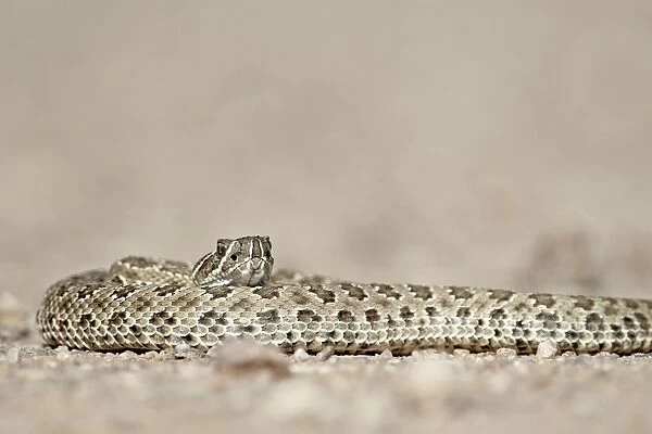 Prairie rattlesnake (Western rattlesnake) (Plains rattlesnake) (Crotalus viridis)