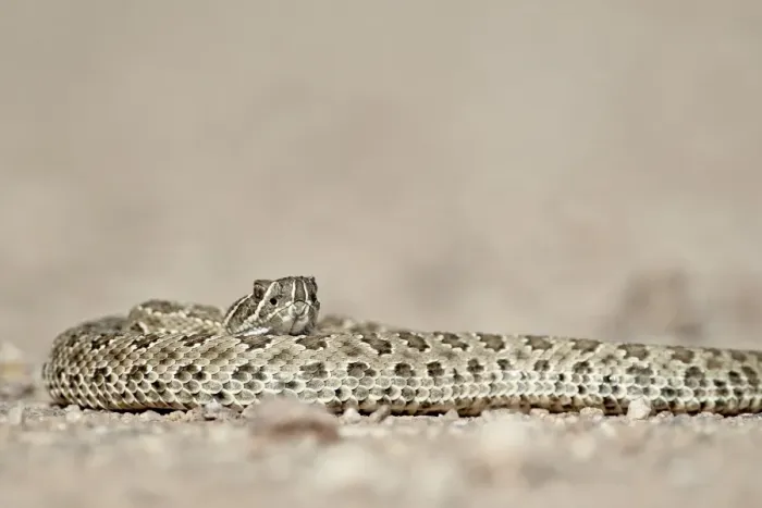 Framed Print : Prairie rattlesnake (Western rattlesnake) (Plains rattlesnake) (Crotalus viridis) Framed Print : Prairie rattlesnake (Western rattlesnake) (Plains rattlesnake) (Crotalus viridis)