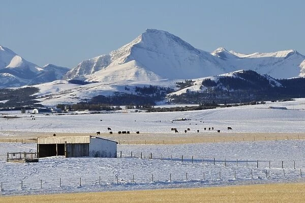 Prairie and Rocky Mountains, near Pincher Creek, Alberta, Canada, North America