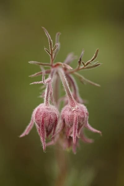 Prairie smoke (purple aven) (old mans whiskers) (long-plumed avens) (Geum triflorum), Yellowstone National Park, Wyoming, United States of America, North America