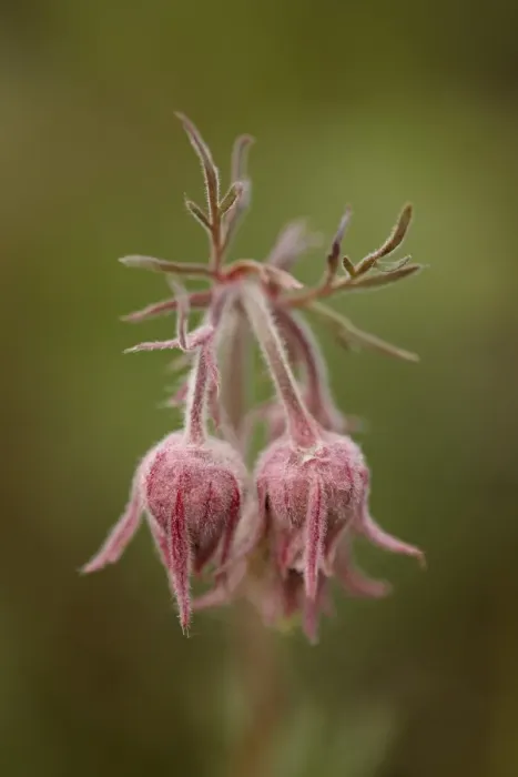 Framed Print : Prairie smoke (purple aven) (old mans whiskers) (long-plumed avens) (Geum triflorum), Yellowstone National Park, Wyoming, United States of America, North America Framed Print : Prairie smoke (purple aven) (old mans whiskers) (long-plumed avens) (Geum triflorum), Yellowstone National Park, Wyoming, United States of America, North America