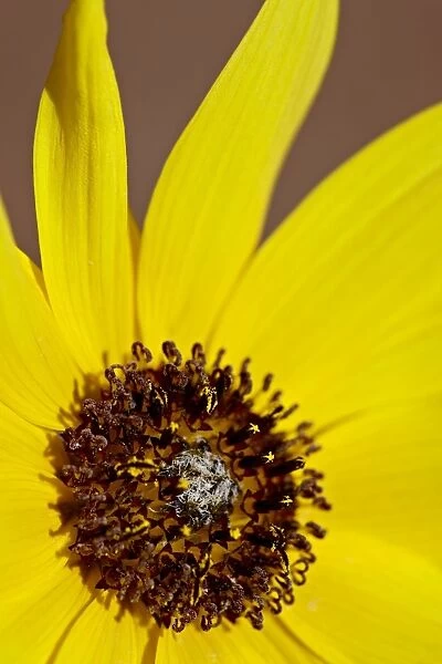 Prairie sunflower (Helianthus petiolaris), The Needles District, Canyonlands National Park