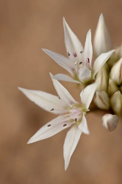 Prairie wild onion (Allium textile), Canyon Country, Utah, United States of America