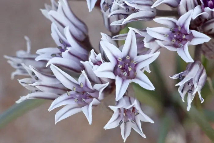 Framed Print : Prairie wild onion (Allium textile), Goblin Valley State Park, Utah, United States of America Framed Print : Prairie wild onion (Allium textile), Goblin Valley State Park, Utah, United States of America