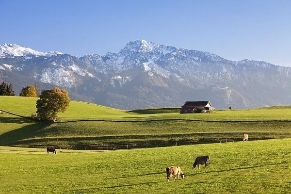 Prealps landscape with a cottage and cows, Fussen, Ostallgau, Allgau, Allgau Alps, Bavaria, Germany, Europe