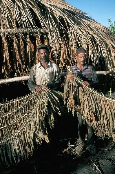 Preparing tobacco for drying, Santiago region, Dominican Republic, Hispaniola
