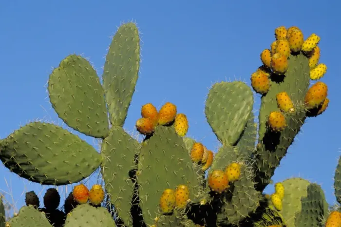 Framed Print : Prickly pear cactus Framed Print : Prickly pear cactus