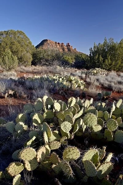 Prickly pear cactus and Cockscomb formation, Coconino National Forest, Arizona