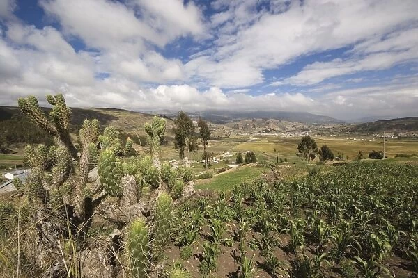 Prickly pear cactus and maize field and view north east towards Riobamba from the Colta Lake district, Riobamba, Chimborazo Province, Central Highlands, Ecuador