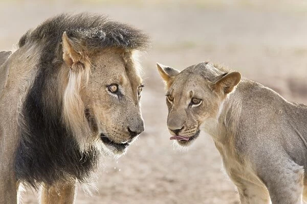 Pride male liion (Panthera leo) with sub adult male, Kgalagadi Transfrontier Park, South Africa, Africa
