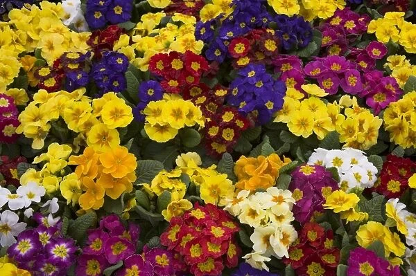 Primulas, mixed colours, United Kingdom, Europe