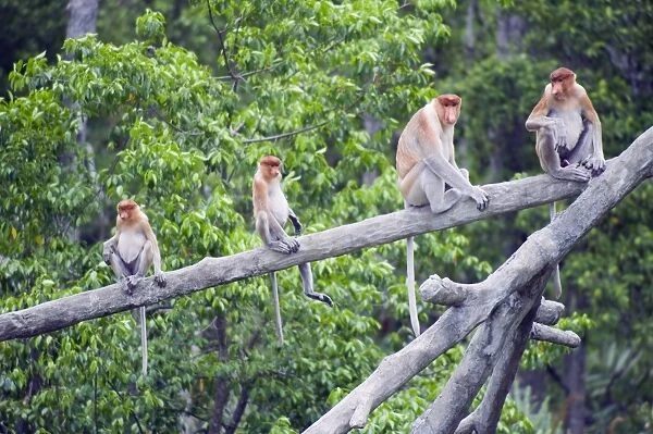 Proboscis monkey, Labuk Bay Proboscis Monkey Sanctuary, Sabah, Borneo, Malaysia