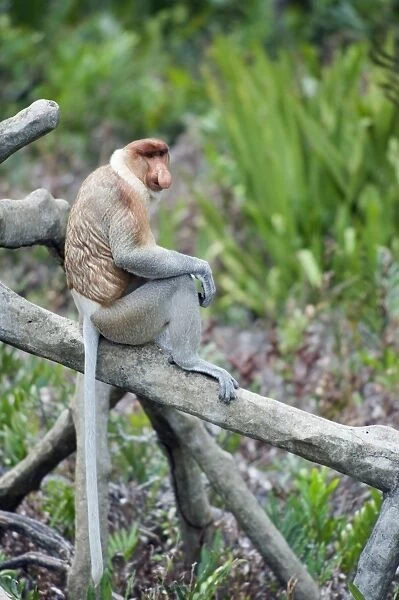 Proboscis monkey, Labuk Bay Proboscis Monkey Sanctuary, Sabah, Borneo, Malaysia