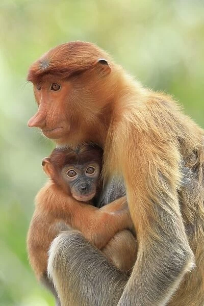Proboscis Monkey mother and baby, Borneo, Malaysia, Southeast Asia, Asia