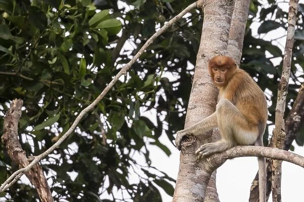 Proboscis monkey (Nasalis larvatus) endemic to Borneo, Tanjung Puting National Park