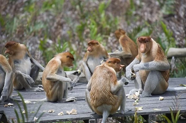 Proboscis monkeys, Labuk Bay Proboscis Monkey Sanctuary, Sabah, Borneo