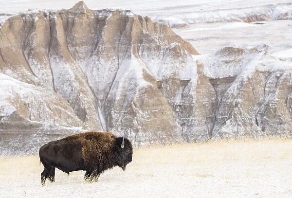Profile of American Bison (Bison Bison) in the snow in the Badlands