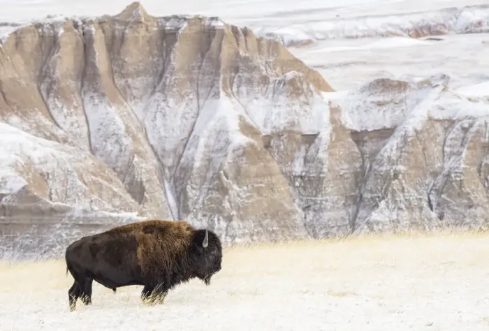 Framed Print : Profile of American Bison (Bison Bison) in the snow in the Badlands Framed Print : Profile of American Bison (Bison Bison) in the snow in the Badlands