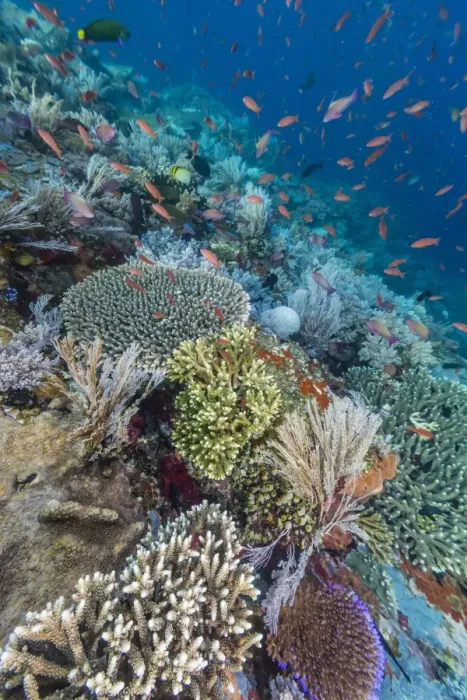 Framed Print : A profusion of coral and reef fish on Batu Bolong, Komodo Island National Park, Indonesia, Southeast Asia, Asia Framed Print : A profusion of coral and reef fish on Batu Bolong, Komodo Island National Park, Indonesia, Southeast Asia, Asia