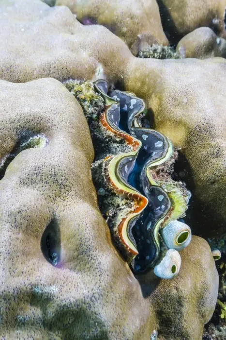Framed Print : A profusion of hard and soft coral with a giant clam underwater on Tengah Besar Island, Komodo Island National Park, Indonesia, Southeast Asia, Asia Framed Print : A profusion of hard and soft coral with a giant clam underwater on Tengah Besar Island, Komodo Island National Park, Indonesia, Southeast Asia, Asia