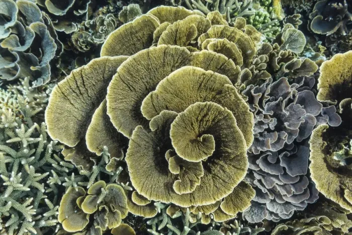 Framed Print : A profusion of hard and soft coral underwater on Siaba Kecil, Komodo Island National Park, Indonesia, Southeast Asia, Asia Framed Print : A profusion of hard and soft coral underwater on Siaba Kecil, Komodo Island National Park, Indonesia, Southeast Asia, Asia