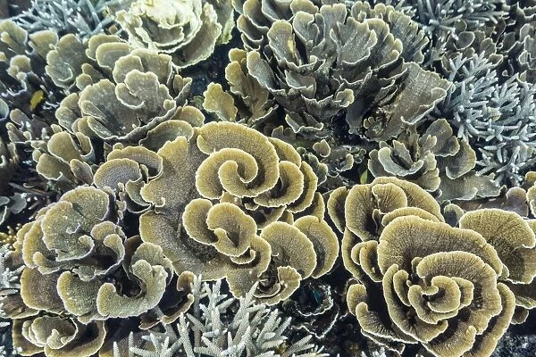 A profusion of hard and soft coral underwater on Siaba Kecil, Komodo Island National Park, Indonesia, Southeast Asia, Asia