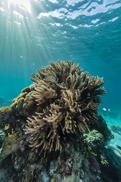A profusion of hard and soft coral underwater on Tengah Besar Island, Komodo Island National Park, Indonesia, Southeast Asia, Asia