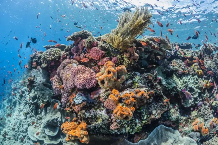 Framed Print : Profusion of hard and soft corals as well as reef fish underwater at Batu Bolong Framed Print : Profusion of hard and soft corals as well as reef fish underwater at Batu Bolong