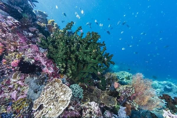 Profusion of hard and soft corals on Tengah Kecil Island, Komodo National Park, Flores Sea