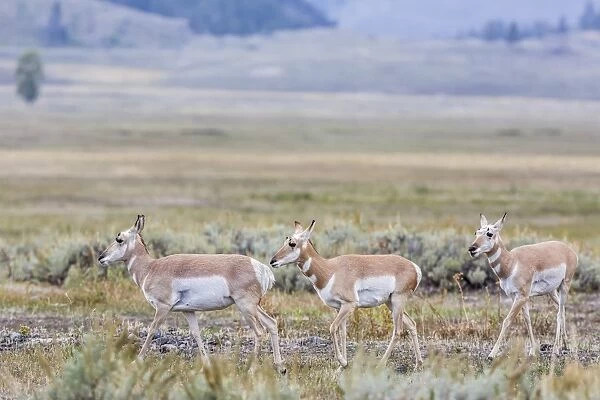 Pronghorn antelope (Antilocapra americana) in Lamar Valley, Yellowstone National Park, UNESCO World Heritage Site, Wyoming, United States of America, North America