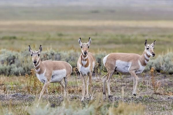 Pronghorn antelope (Antilocapra americana) in Lamar Valley, Yellowstone National Park, UNESCO World Heritage Site, Wyoming, United States of America, North America