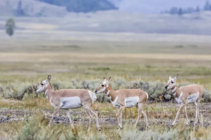 Framed Print : Pronghorn antelope (Antilocapra americana) in Lamar Valley, Yellowstone National Park, UNESCO World Heritage Site, Wyoming, United States of America, North America