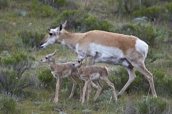 Pronghorn (Antilocapra americana) doe and two days-old fawns, Yellowstone National Park