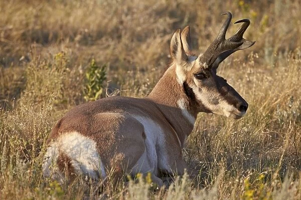 Pronghorn (Antilocapra americana) buck, Custer State Park, South Dakota, United States of America, North America