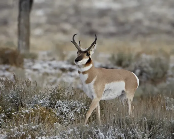 Framed Print : Pronghorn (Antilocapra americana) buck in the snow, Grand Teton National Park Framed Print : Pronghorn (Antilocapra americana) buck in the snow, Grand Teton National Park