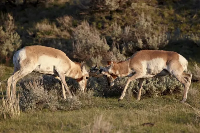 Framed Print : Two Pronghorn (Antilocapra americana) bucks sparring, Yellowstone National Park, Wyoming, United States of America, North America Framed Print : Two Pronghorn (Antilocapra americana) bucks sparring, Yellowstone National Park, Wyoming, United States of America, North America