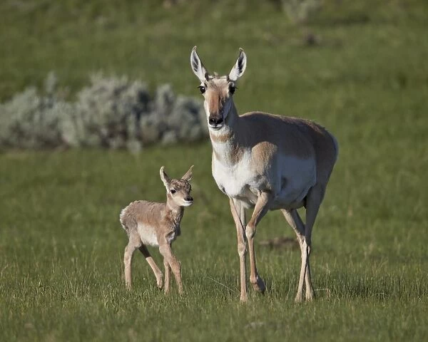 Pronghorn (Antilocapra americana) cow and calf, Yellowstone National Park, Wyoming, United States of America, North America