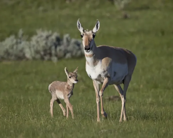 Framed Print : Pronghorn (Antilocapra americana) cow and calf, Yellowstone National Park, Wyoming, United States of America, North America Framed Print : Pronghorn (Antilocapra americana) cow and calf, Yellowstone National Park, Wyoming, United States of America, North America